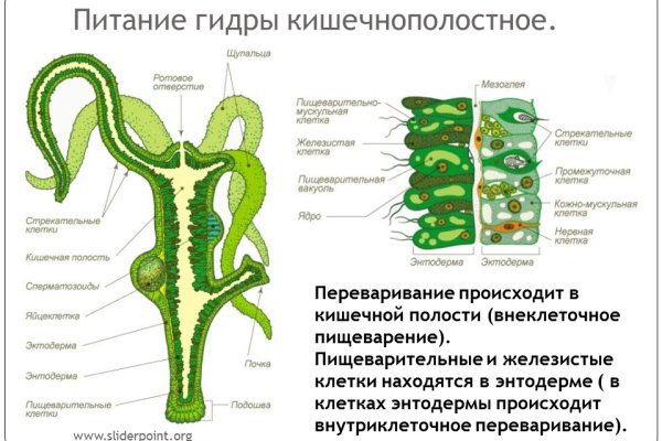 Kraken зеркало даркнет